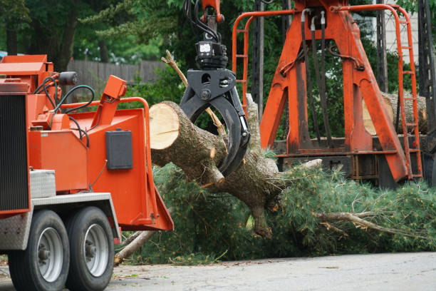 How Our Tree Care Process Works  in  Yulee, FL